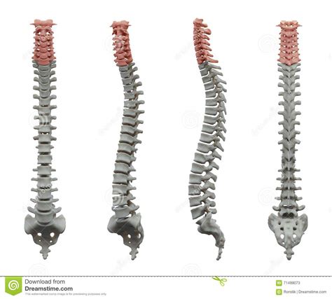 This quiz on human bones is designed to test your knowledge on the location of each individual bone. Human Backbone Anatomy Isolated On White Stock Illustration - Illustration of isolated, vertebra ...