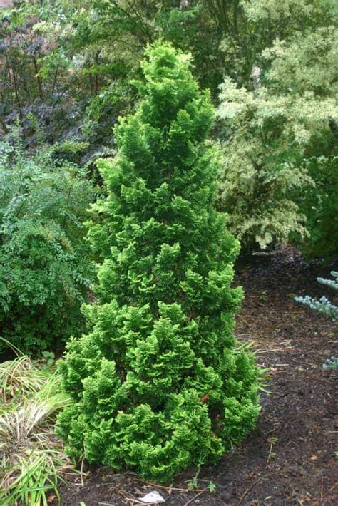 Dwarf Hinoki Cypress Shrub 4 Inch Pot Sandys Nursery Online