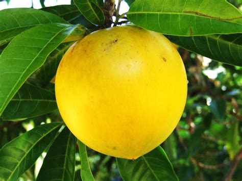 Unusually, loquat trees flower in autumn or the beginning of winter and fruits ripen in winter itself or at the start of spring. Rare Fruit Australia » Eat your landscaping » abiu