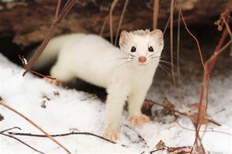 Canadian Geographic Photo Club Winter Weasel Animals Cute Animals