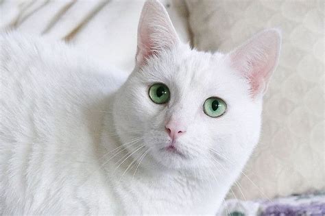 A White Cat With Green Eyes Laying On A Bed