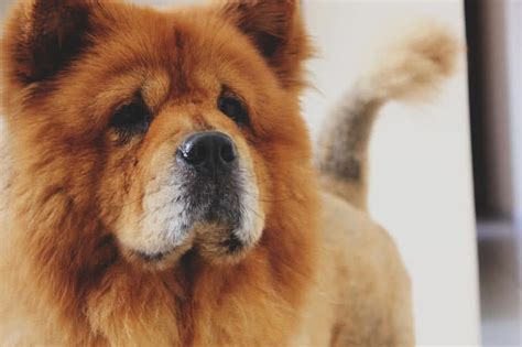 Top 10 Most Beautiful Dog Breeds The Mysterious World