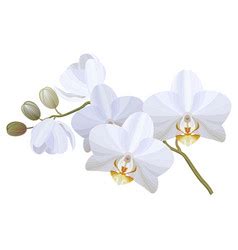 Orchid Vector Images (over 13,000)