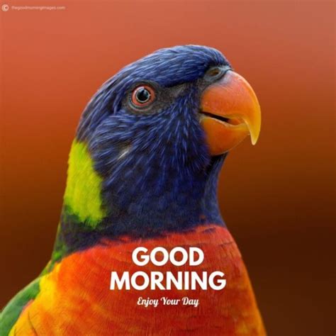 Wonderful Morning Beautiful Parrot Birds Good Morning Pictures