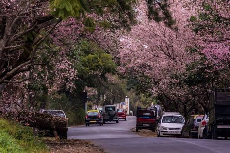 Its Time For Shillongs Cherry Blossom Festival Condé Nast Traveller