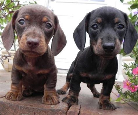 Check spelling or type a new query. Baby Doxies! | Dachshund puppies, Brindle dachshund, Dachshund love