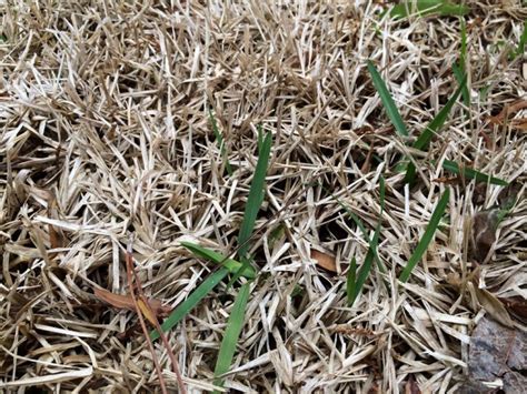 Winter Kill What Now Mississippi State University Turfgrass Management