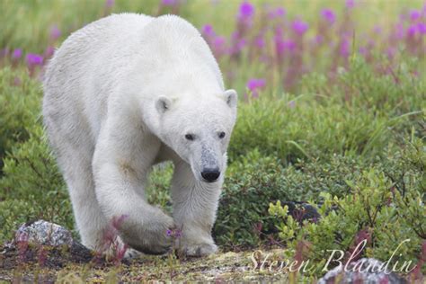 Summer Time Polar Bear Safari In Canada Steven Bird