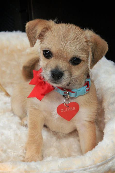 Poodle mixes range from the cutest tiny dogs to lovely larger ones. The Daily Puppy | Photo | Pitbull terrier, Puppies, Dog trends
