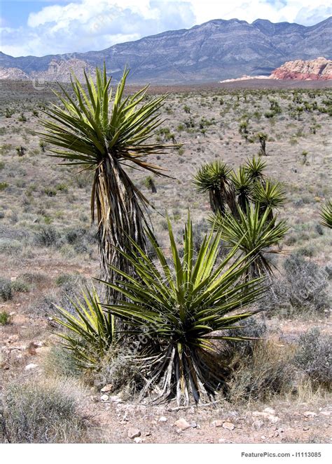 The yucca has long, narrow leaves that are pointed on the end. Yucca Plants In The Desert Stock Image I1113085 at FeaturePics