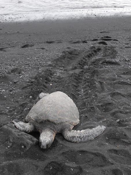 Watch The Turtles At Punaluu Black Sand Beach Hawaii The Big Island