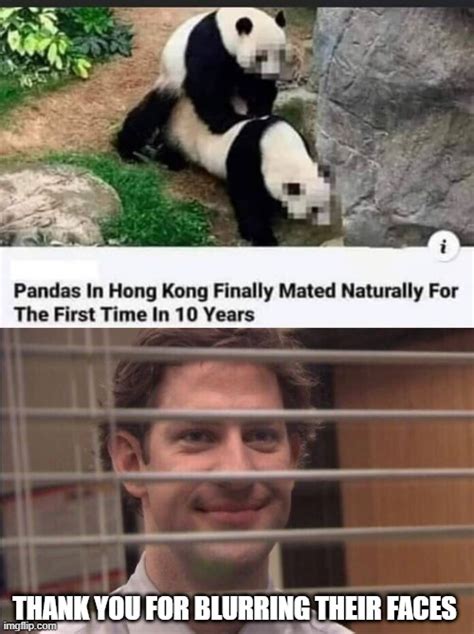 Panda Sex Imgflip