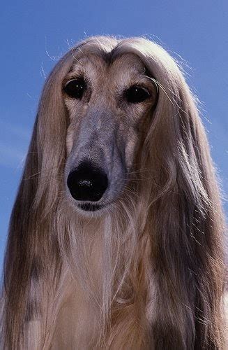 afghan houndpictures  dogs    dog