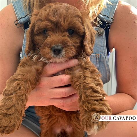 Our Guide To Cavapoo Puppies What You Need To Know