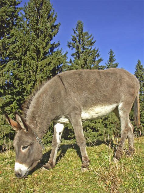 Donkey Meadow Upper Bavaria Photos Free And Royalty Free Stock Photos