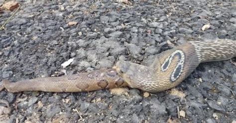 Rescued Snake Regurgitates Sharedots