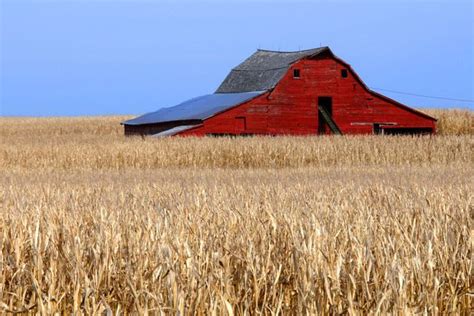 Red Barn In Corn Field With Images Red Barns Barn Storage Old Barns