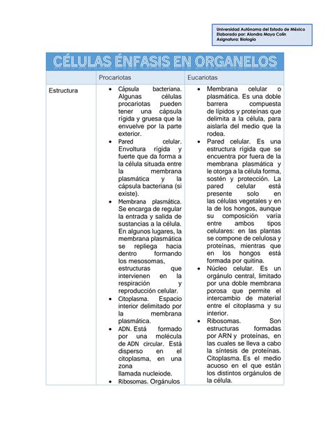 Solution Cuadro Comparativo Celula Eucariota Y Procariota Studypool