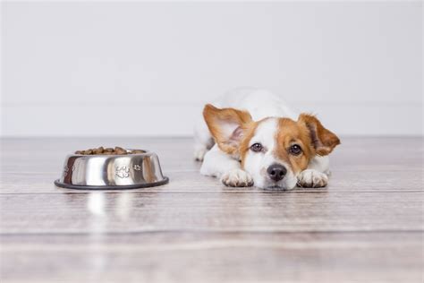 6 Reasons Why Your Dog Wont Eat The Village Vets