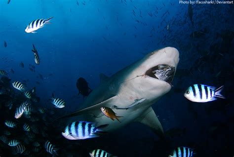 Straws can also get entangled in the turtle's nasal cavity and cause health problems. Interesting facts about bull sharks | Just Fun Facts