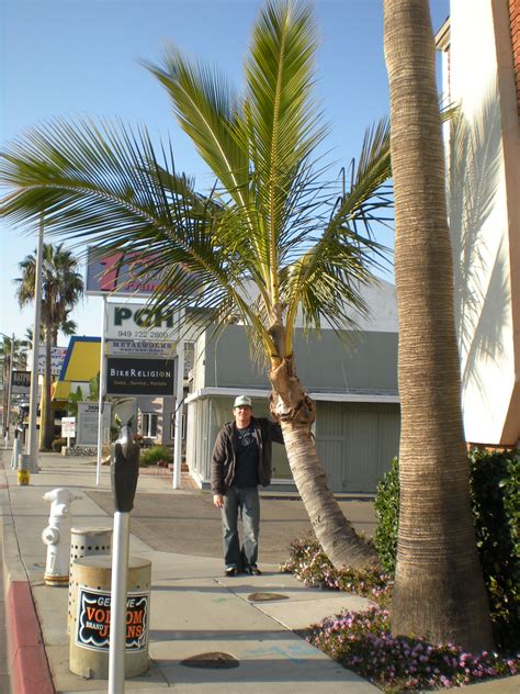 Its population was 85,287 at the 2010 census. Updates on coconut palms in california? - Page 2 ...