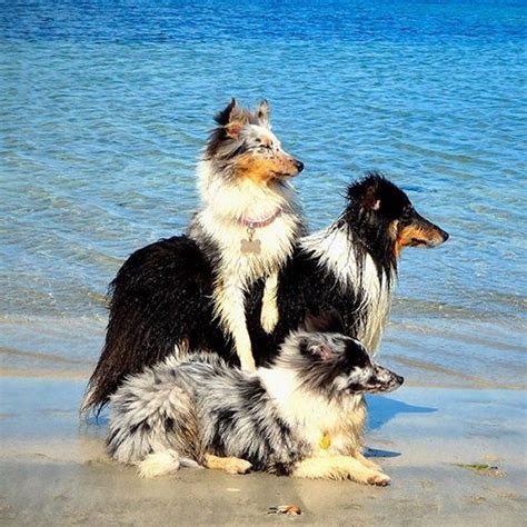 They are often gentle and shy, though they require a lot of exercise to remain happy. Blue Merle Shetland Sheepdog | Shetland sheepdog, Sheepdog ...