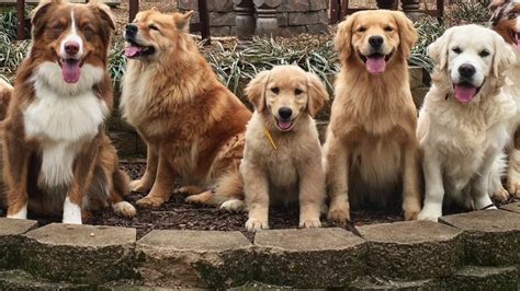 Since i'm such a dog person and i share so much about our dogs with you, i thought that i'd sprinkle a few pet posts in here and there. KeenDog Golden Retriever Puppy Training: What To Expect ...