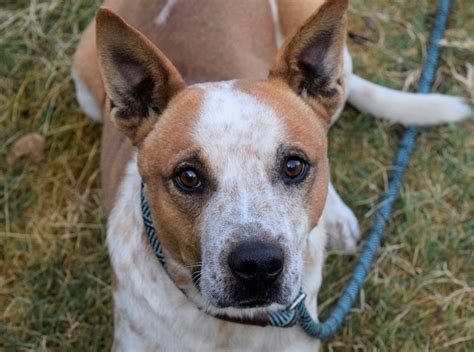 Meet Lily Your Awesome Adoptable Dog Of The Week