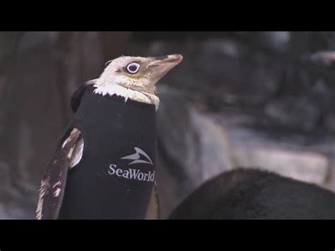 Penguin Gets Customized Wetsuit To Keep Her Warm After Feathers Fell