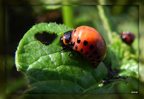 Free Images Nature Flower Green Insect Fauna Ladybird