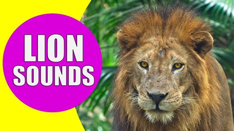 (17 results found) people also searched for. LION SOUNDS for Kids - Learn Roaring, Growling and Purring ...