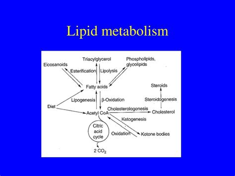 Ppt Lipid Metabolism Powerpoint Presentation Free Download Id3642827