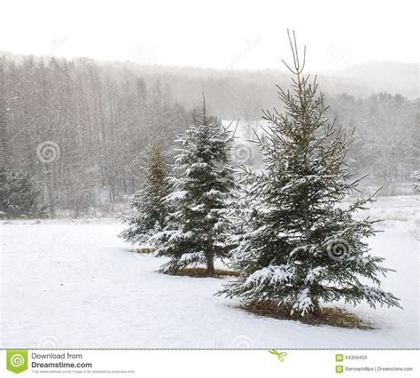 Winter Wonderland Snowing Pine Landscape Stock Photo