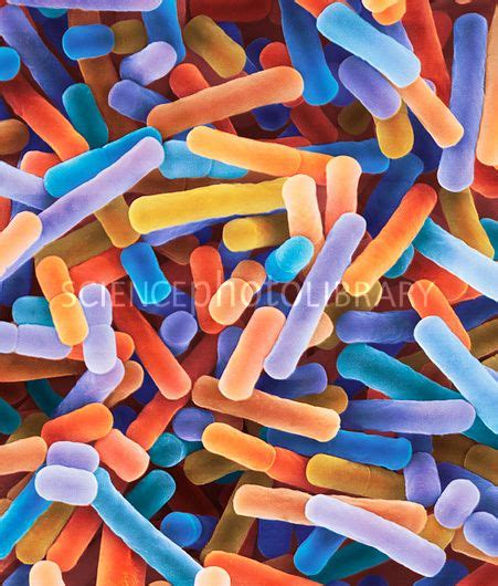 Lactobacillus Bulgaricus Yogurt Bacterium Sem Yogurt Bacteria