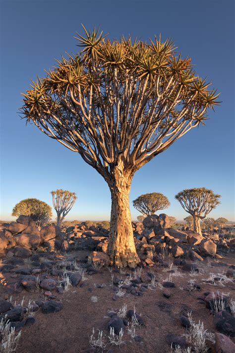 Quiver Trees In The Evening Keetmanshoop Namibia Anshar Images
