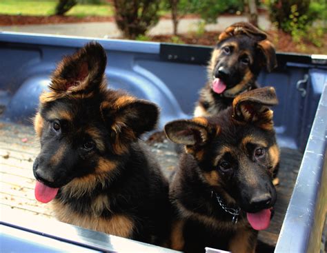 These playful, lovable german shepherd puppies grow into a powerful, intelligent, & protective dog while the german shepherd is highly intelligent and trains fairly easily, they are no picnic for novice. 5 First Things to Teach your German Shepherd Puppy - peychev shepherds