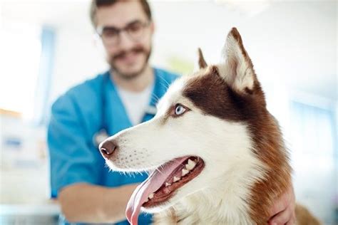 Welcome to pets first animal hospital. Your First Visit to the Vet | Vet visits, Vets, Your pet