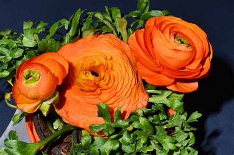 Free Images Petal Rose Decoration Orange Produce Colorful Flora