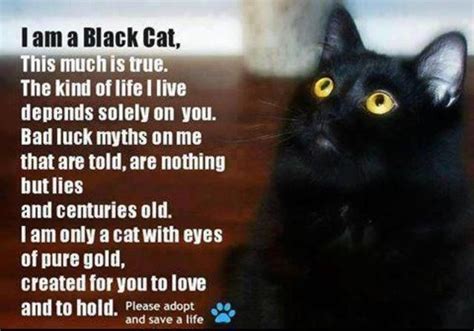 Black Cat Quotes Love My Black Cat Chevy Black Cat Appreciation