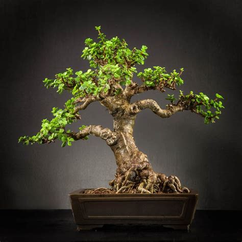 Training tiny trees to emulate the way nature makes them is easy using jade plants. Mini Jade Bonsai (Portulacaria Afra) | Képek, Gránátalma