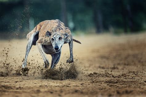 The Top 10 Fastest Dog Breeds 2022