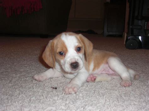 We take pride in our dogs and in their breed. Lemon Beagle Puppy | Chiot beagle, Chiot, Beagle