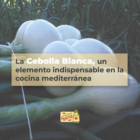 La Cebolla Blanca Un Alimento Indispensable En La Cocina Mediterránea