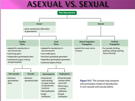 Flowchart For Sexual And Asexual Reproduction Science Reproduction
