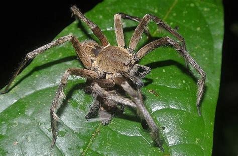You can also use an antibiotic ointment to prevent infection. Uncharted Colombia | Four of the Deadliest Colombian Creatures
