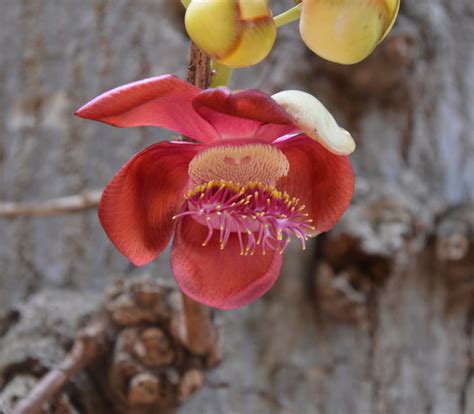 Check spelling or type a new query. Cannonball Tree - Couroupita guianensis - Seeds
