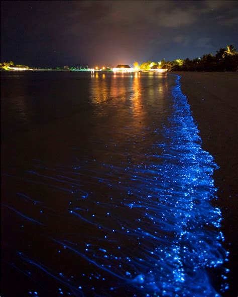 Maldives Glowing Beaches Bioluminescence Around The World Travel