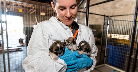 100 Dogs Rescued From Florida Puppy Mill Now Looking For Homes Aspca