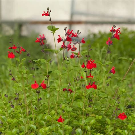 Drought resistant flowering plants texas. Furman's Red Texas Salvia | Drought resistant plants ...