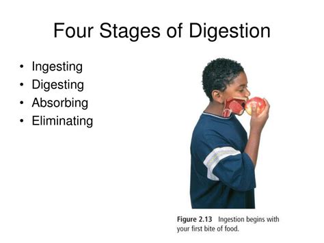 Ppt Stages Of Digestion Powerpoint Presentation Free Download Id